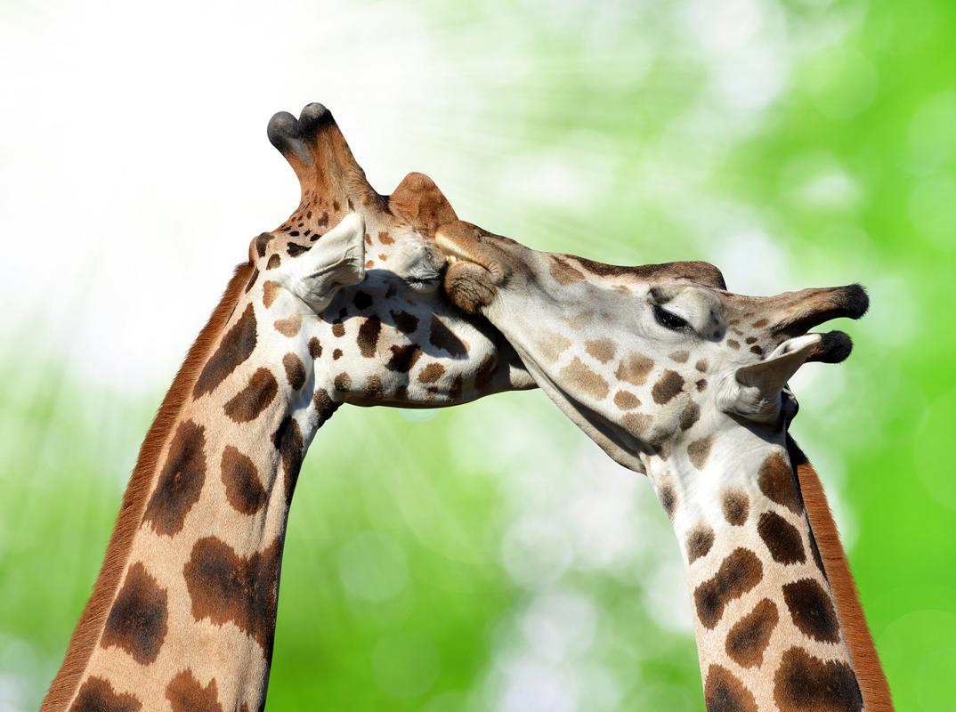 giraffe:giraffe怎么读