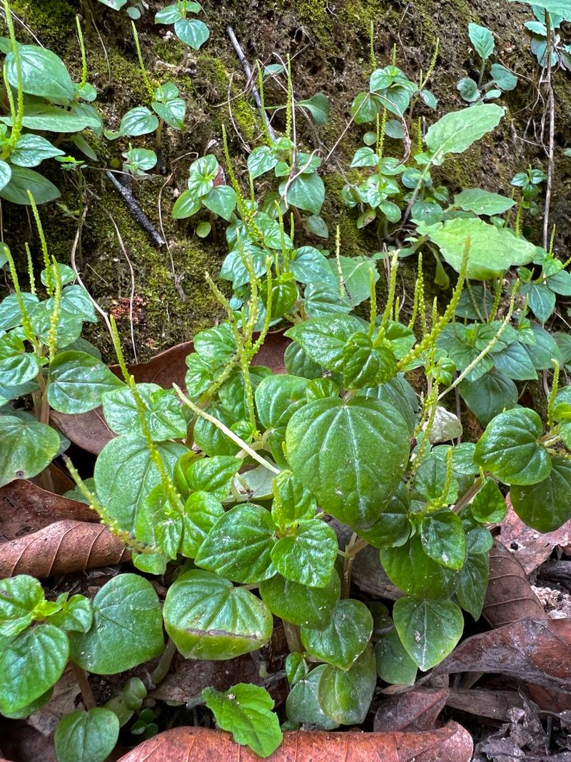 peperomia:Peperomia pellucidaL是什么植物